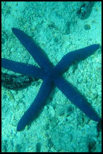 aitutaki1